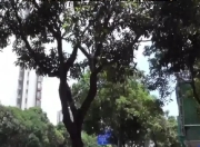 绿化芒掉落，广州一女子右眼被砸到渗血